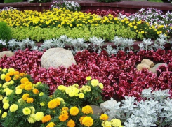 В Воронеже обустроят 200 клумб