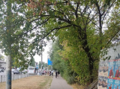 На обман вокруг кустарника пожаловались жители Воронежа