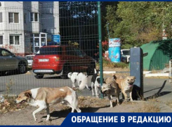 Многочисленная орда бездомных собак держит в страхе жителей Воронежа