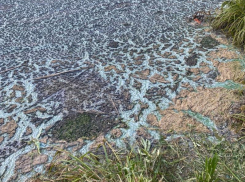 Отвратительное состояние заводи водохранилища показали на фото