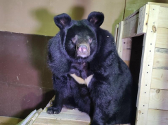 Гималайскую медведицу Пушу привезли жить в Воронежскую область