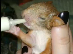 Видео: бельчонка в Воронеже накачивают вкуснотой