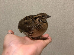 Перепелку с переломами ног нашли в центре Воронежа