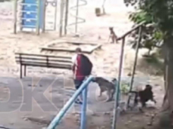 Нападение собак на мальчика попало на видео в Воронеже