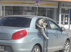 Кайфующий в машине хаски стал звездой соцсетей в Воронеже