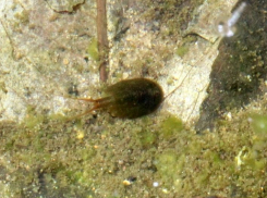 Одно из старейших живых существ на планете обнаружено в Воронежском заповеднике