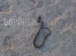 Гад ползучий: неприятного соседа сняли на видео жители воронежского микрорайона 