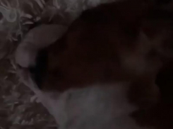 Умилительный храп амстаффа поймали на видео в Воронеже