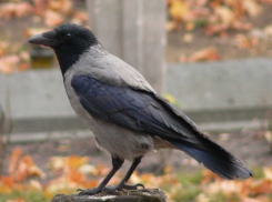 В Воронеже в Алых парусах от отравления погибли птицы