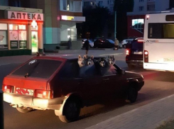 Поездку на ВАЗ очаровательных хаски сняли в Воронеже