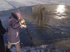 За необычным занятием застали бабушку в Воронежской области