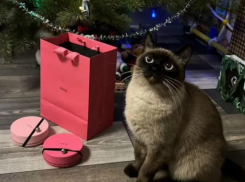 «Царского» кота продают в Воронеже за огромную сумму