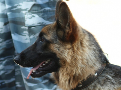 В Аннинском районе обычный рюкзак приняли за взрывное устройство