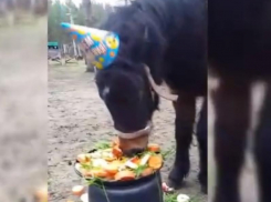 Трогательное поздравление пони с днем рождения показали в Воронеже