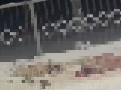 Сообщение о жестоком убийстве собак на новой улице Воронежа прокомментировали в мэрии