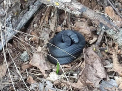 О проснувшихся змеях предупредили воронежцев