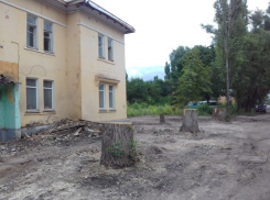 Вырубка толстенных аварийных деревьев вызвала возмущение у воронежца