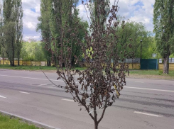 Грустные рябины ждут своей участи на Петровской набережной в Воронеже