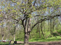 Каштан, посаженный Львом Толстым, получил признание в Воронежской области