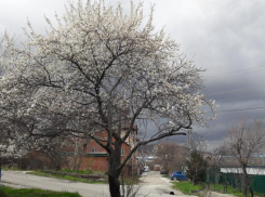 Дождливая погода ожидается в середине рабочей недели в Воронеже