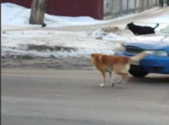 Собачий террор автомобилей попал на видео в Воронеже