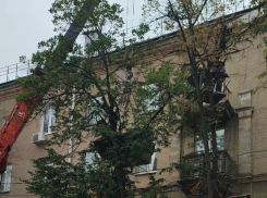 Демонтаж опасных балконов вскрыл серьезную «зеленую» проблему в Воронеже 