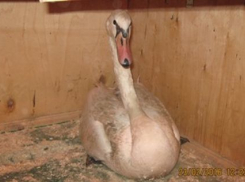 В Воронежской области на трассе остановили автобус, перевозивший лебедей без документов