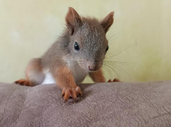 Малыша без задней конечности обнаружили в детском лагере в Воронежской области