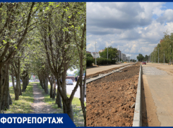 Что строят на месте вырубленной рябиновой аллеи, показали на фото в Воронеже