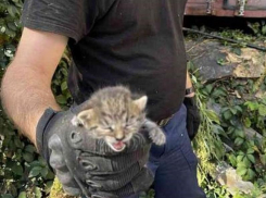 Котенок в проволоке и пес в колодце: спасатели выручили зверей в Воронеже