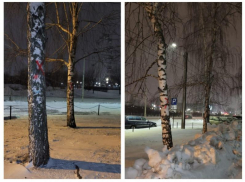 Воронежцы намерены охранять березы от вырубки на праздничных каникулах 