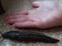 Гигантскую немыслимую тварь обнаружили под Воронежем 