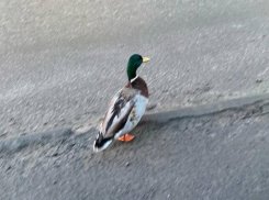 Вальяжная утка переполошила жителей Воронежа