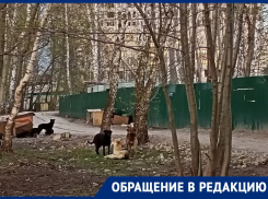 В инфернальное место под властью псов превратилась часть набережной Воронежа