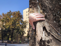 На бульваре Карла Маркса стали засыхать деревья с отрубленными корнями