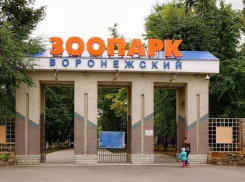  В июле воронежцы смогут увидеть обновленную орнитологическую коллекцию Воронежского зоопарка