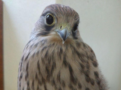 Самую милую живую емкость для насекомых и грызунов показали на фото в Воронеже