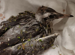 Молодую озерную красавицу спасли из снастей в Воронеже