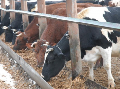 Скотник, конюх, агрохимик: каких редких профи ищут в Воронежской области прямо сейчас 