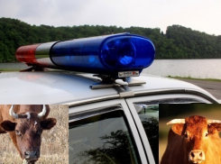 В Воронежской области двое мужчин украли двух быков