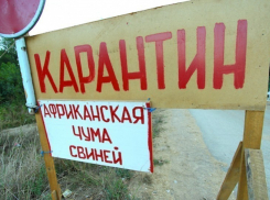 В Калачеевском районе обнаружили вспышку африканской чумы свиней
