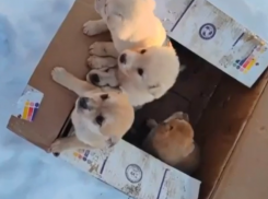 Душераздирающее видео: коробку с щенятами выкинули в воронежском лесу 