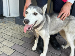 Трогательную историю хаски рассказали воронежцам 