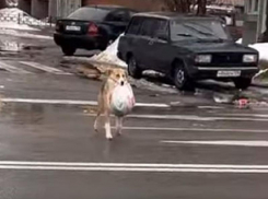 Удивительный поступок собаки на фоне мусорного коллапса сняли в Воронеже