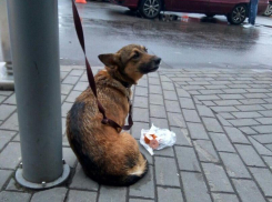 Воронежцев разгневал бесчувственный подросток, избавившийся от своей собаки ужасным способом 