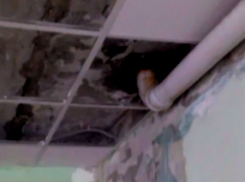 В мэрии Воронежа прокомментировали мокрые занятия детей в ЦДО «Созвездие»