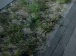 Не радующую воронежцев зелень сняли на видео