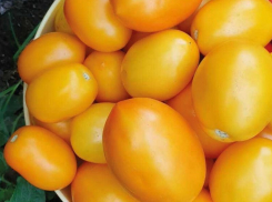 Томаты Еллоу Авюри F1: потрясающий вкус и необычная форма плодов