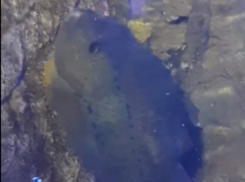 Рыбу-воробья показали на видео в Воронеже