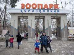 В Воронежском зоопарке енот, кролик и еж предскажут весну